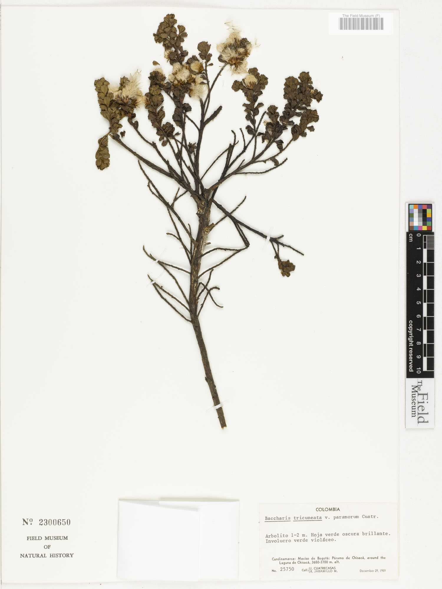 Baccharis tricuneata var. paramorum image
