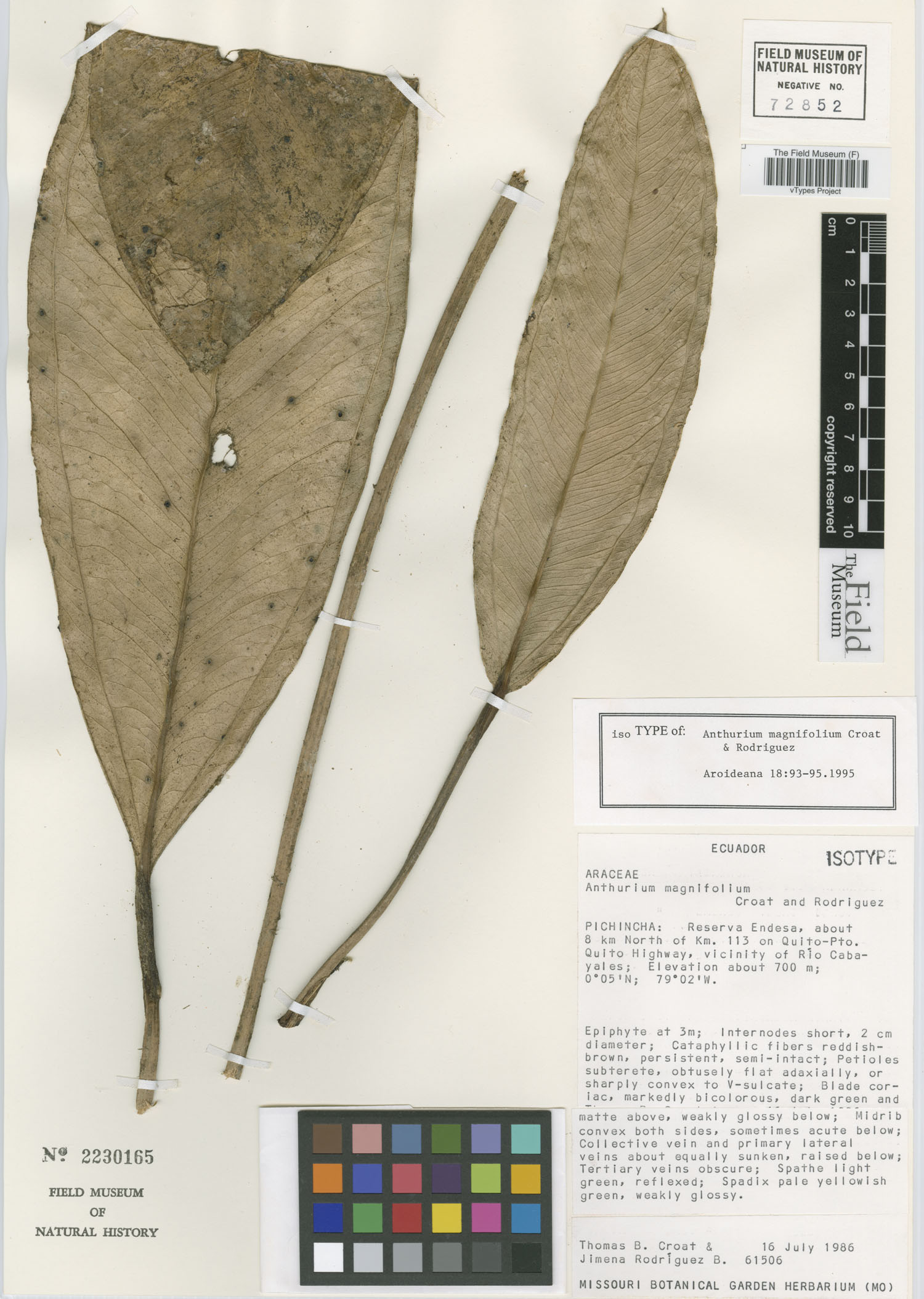 Anthurium magnifolium image