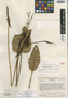 Anthurium ptarianum image