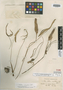 Xanthosoma striatipes image