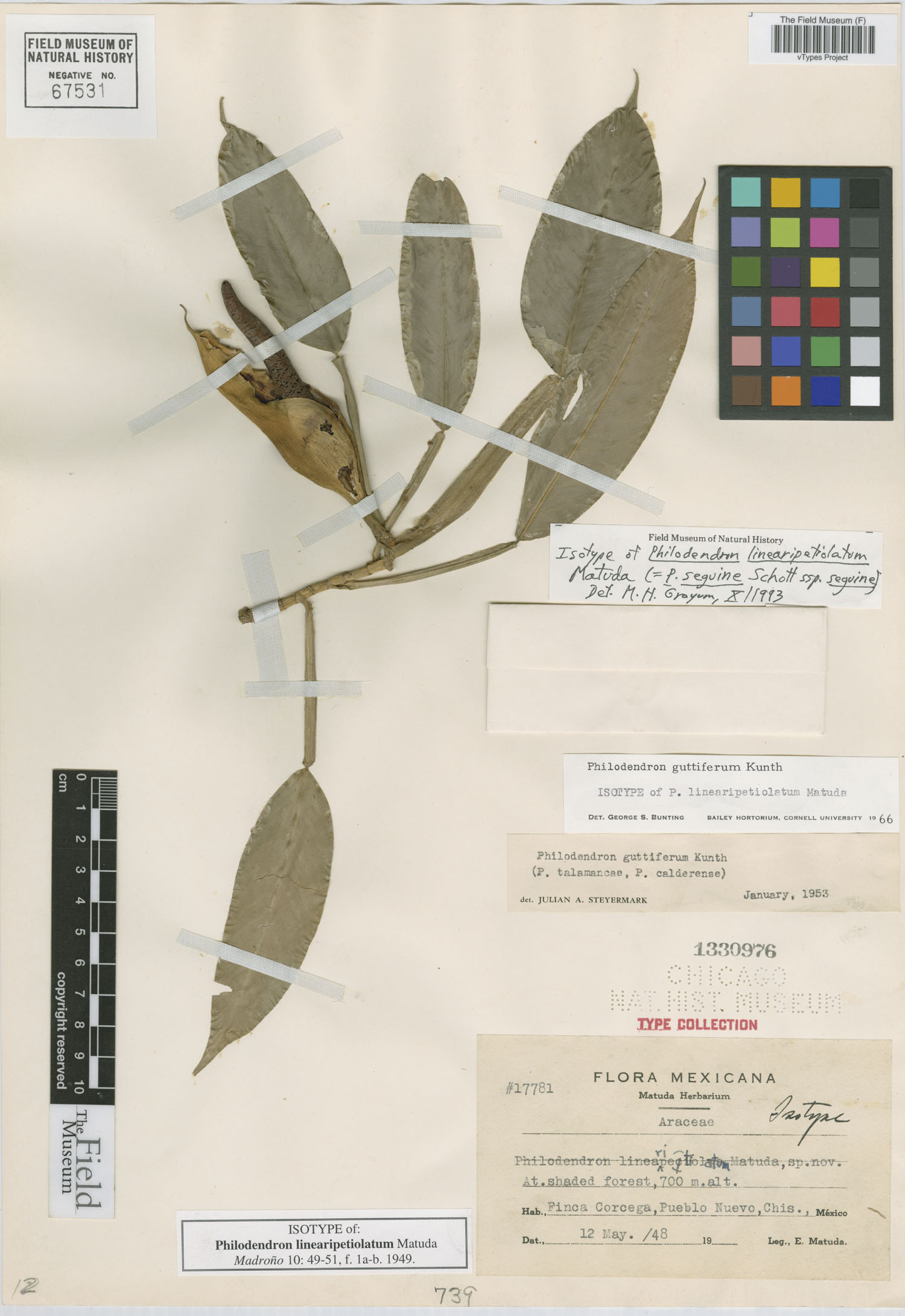 Philodendron seguine image