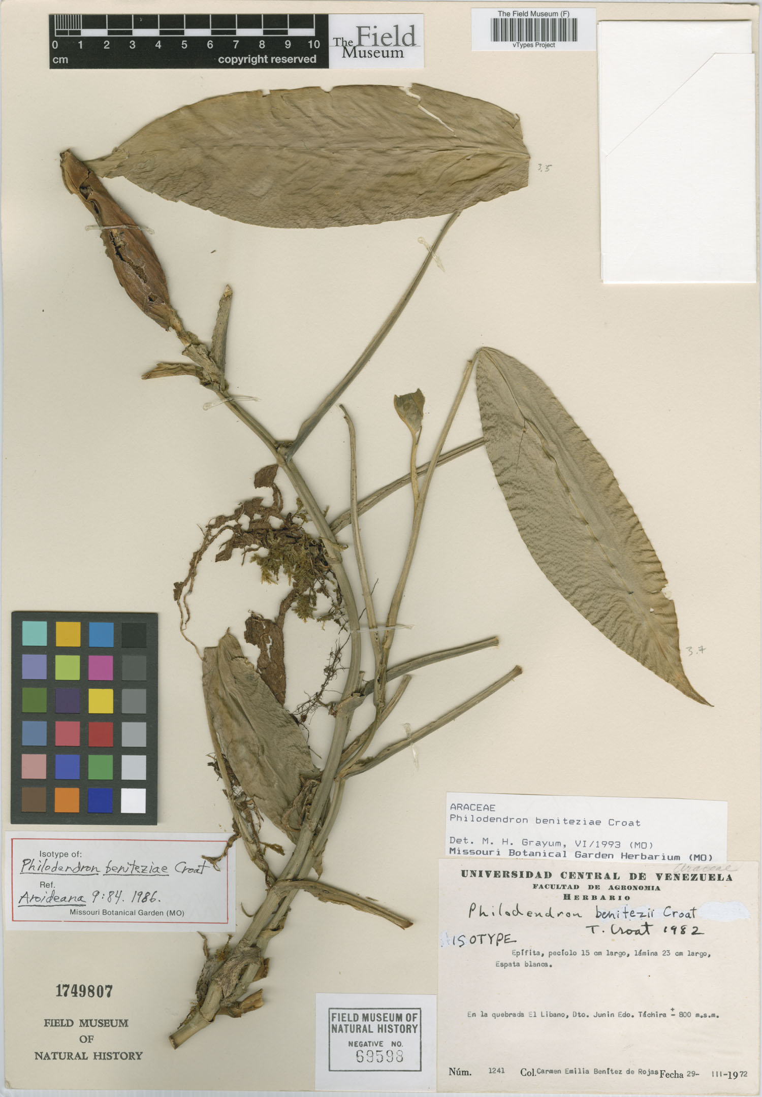 Philodendron beniteziae image