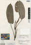 Philodendron steyermarkii image