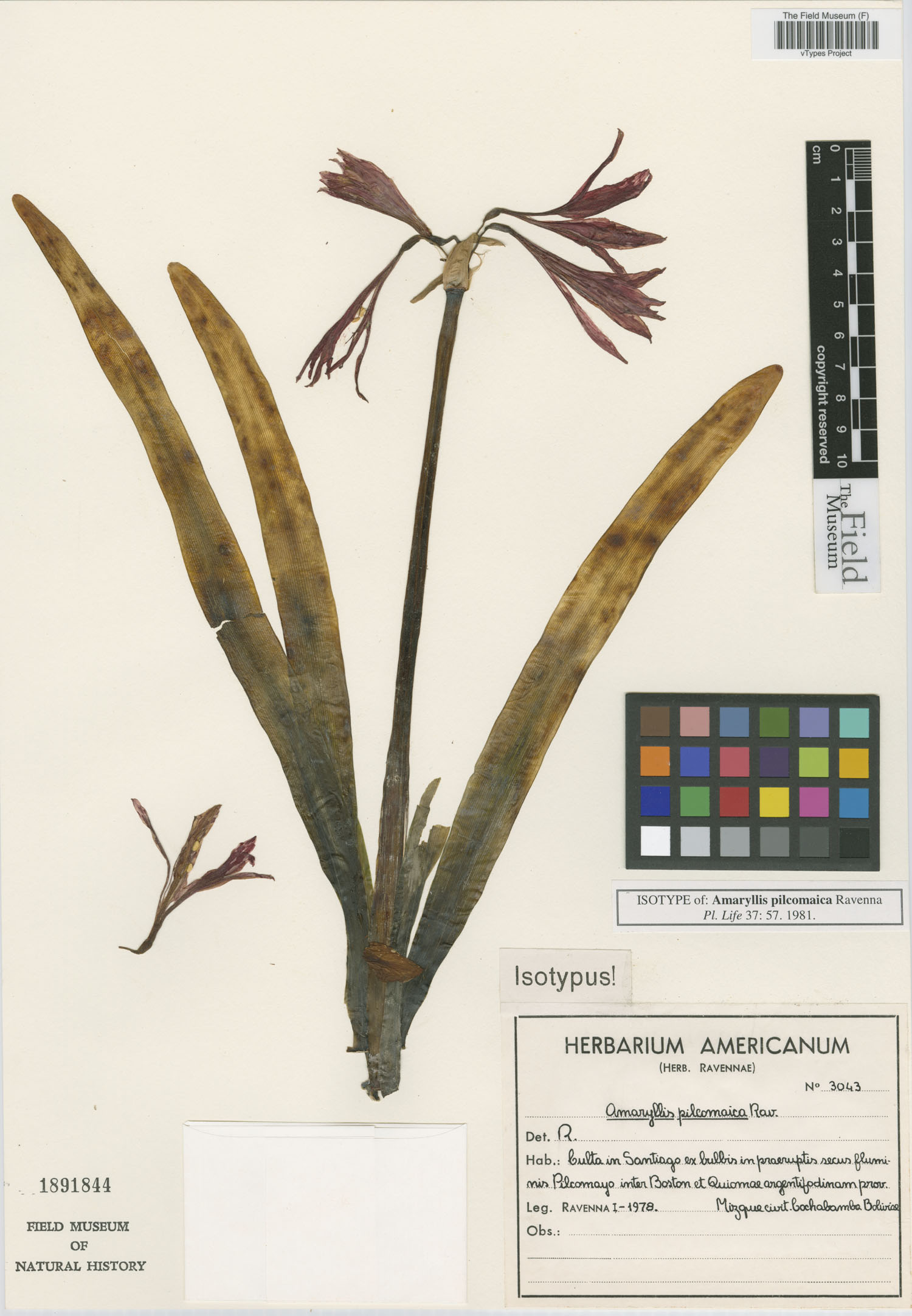 Amaryllis pilcomaica image