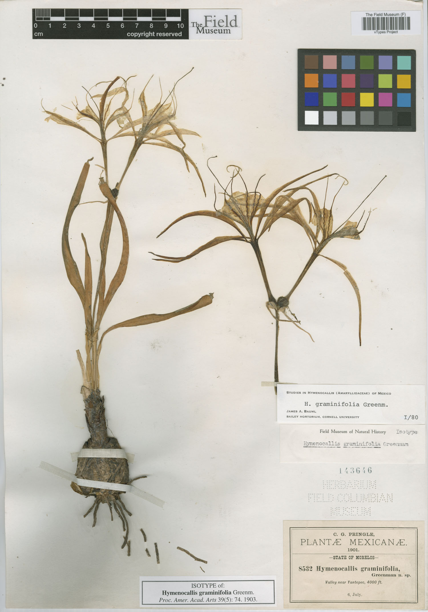 Hymenocallis graminifolia image