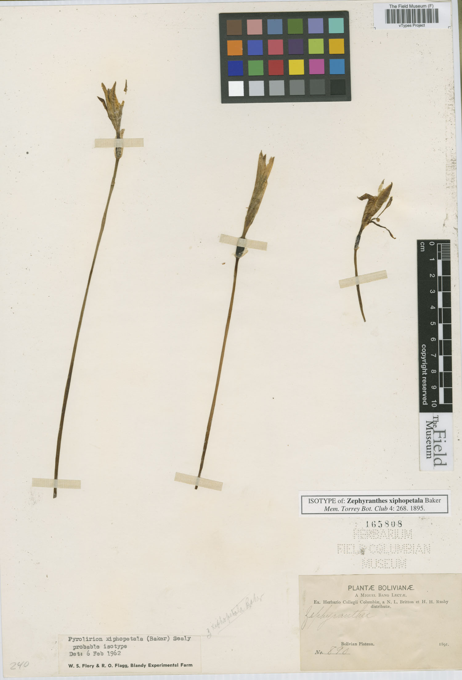 Zephyranthes xiphopetala image