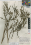 Brocchinia steyermarkii image