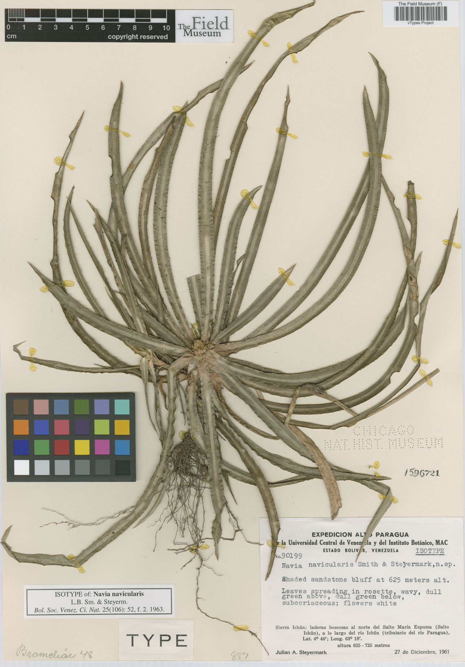 Navia navicularis image