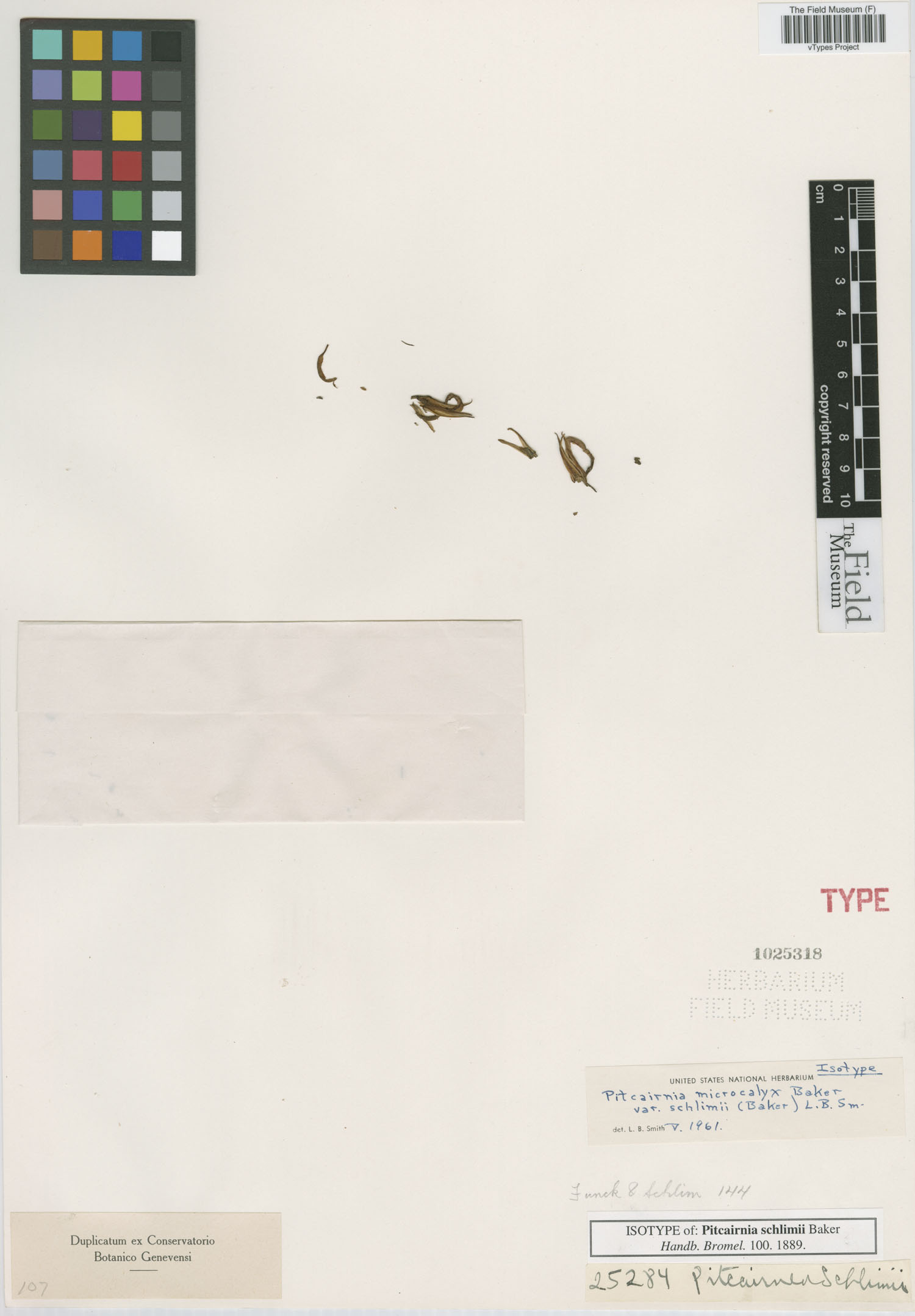 Pitcairnia microcalyx var. schlimii image