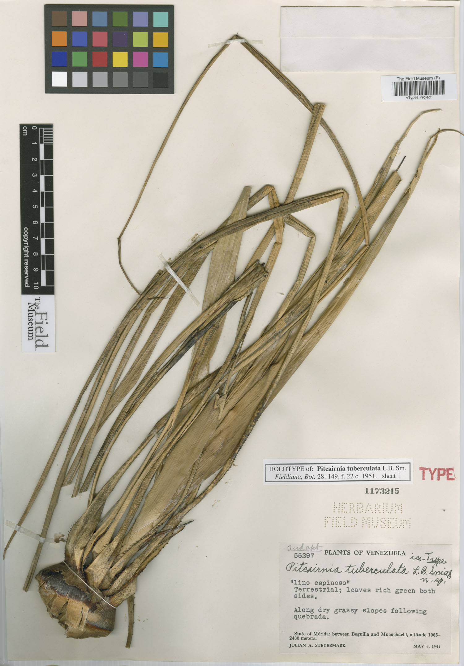 Pitcairnia tuberculata image