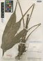 Pitcairnia verrucosa image