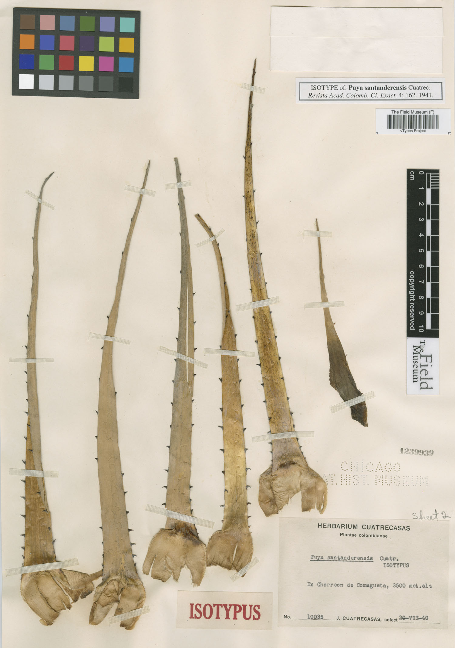 Puya santanderensis image