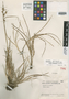Carex larensis image