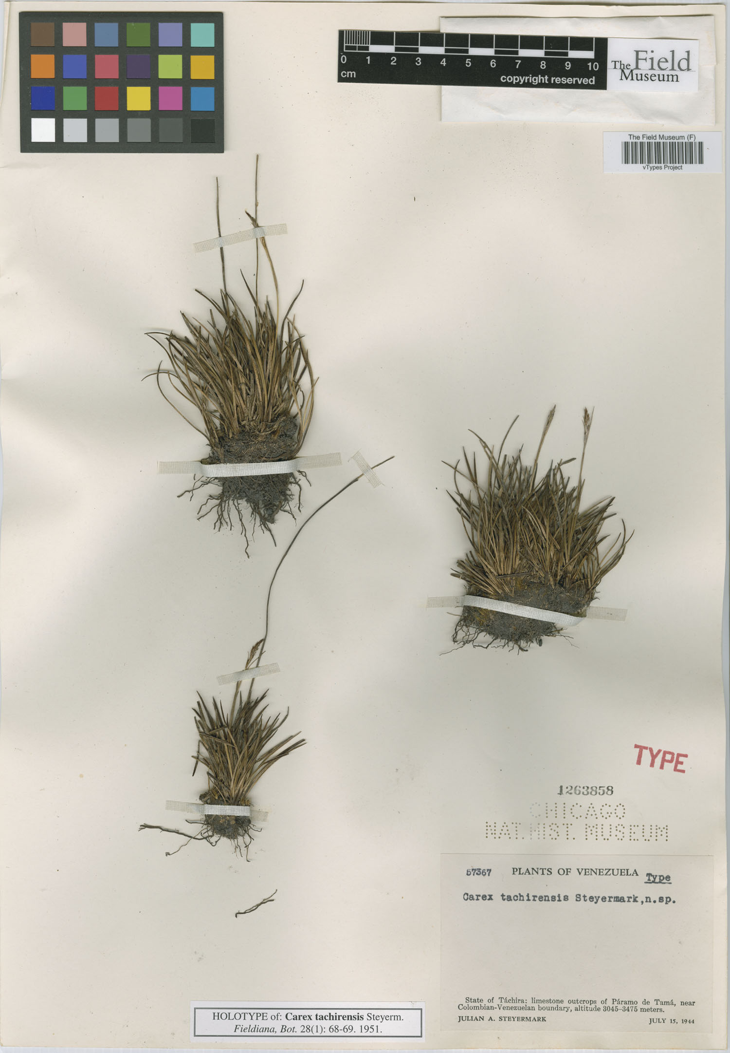 To Field Museum Herbarium (Carex tachirensis Steyerm. F1263858 holotype 1)