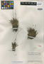 Carex tachirensis image