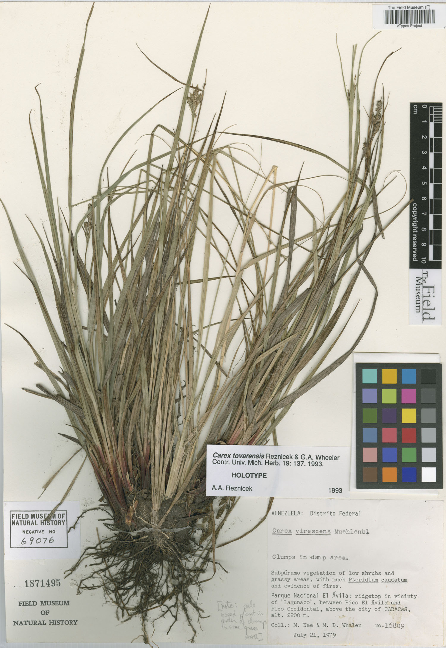 Carex tovarensis image