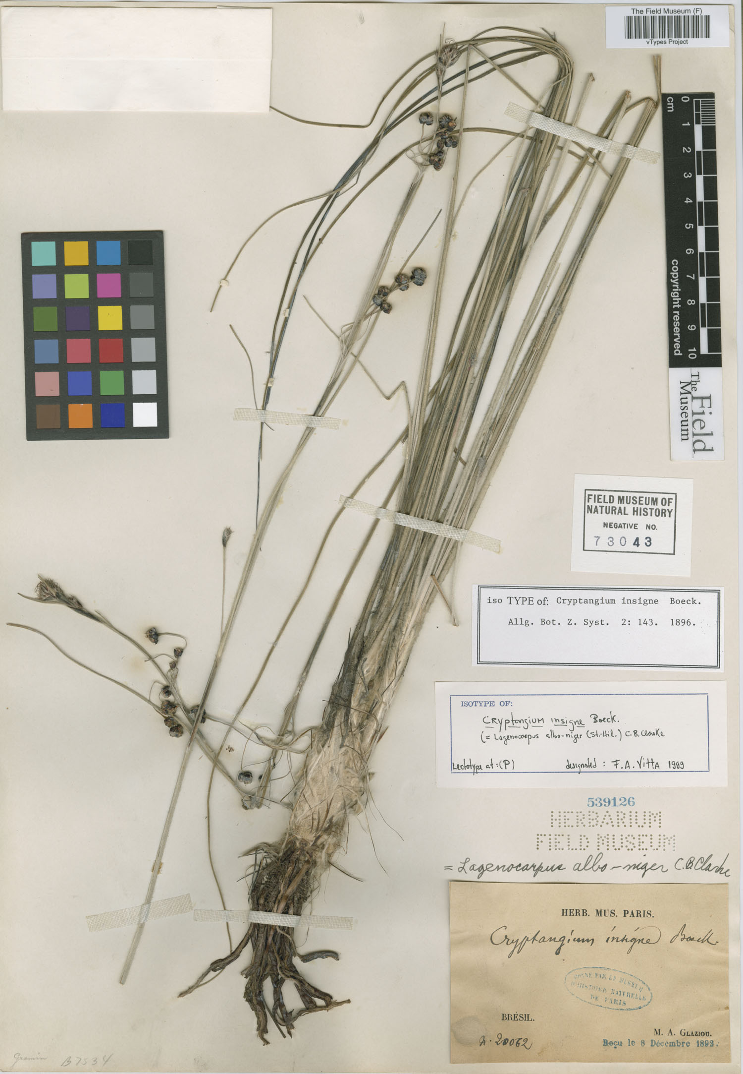 Lagenocarpus alboniger image