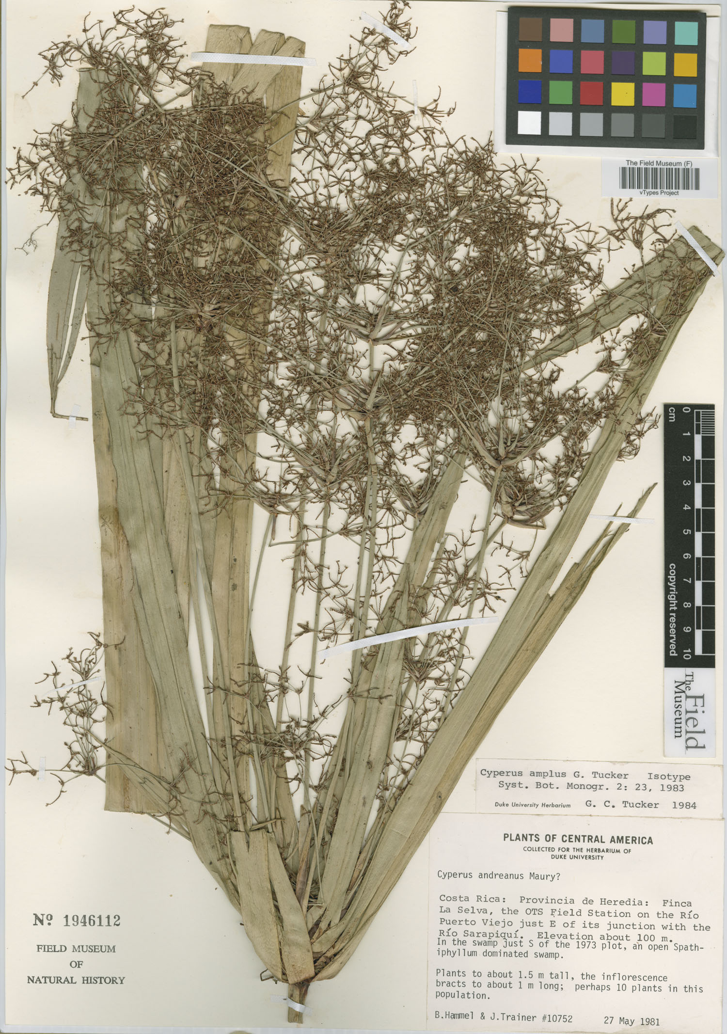 To Field Museum Herbarium (Cyperus amplus G. C. Tucker F1946112 isotype 1)