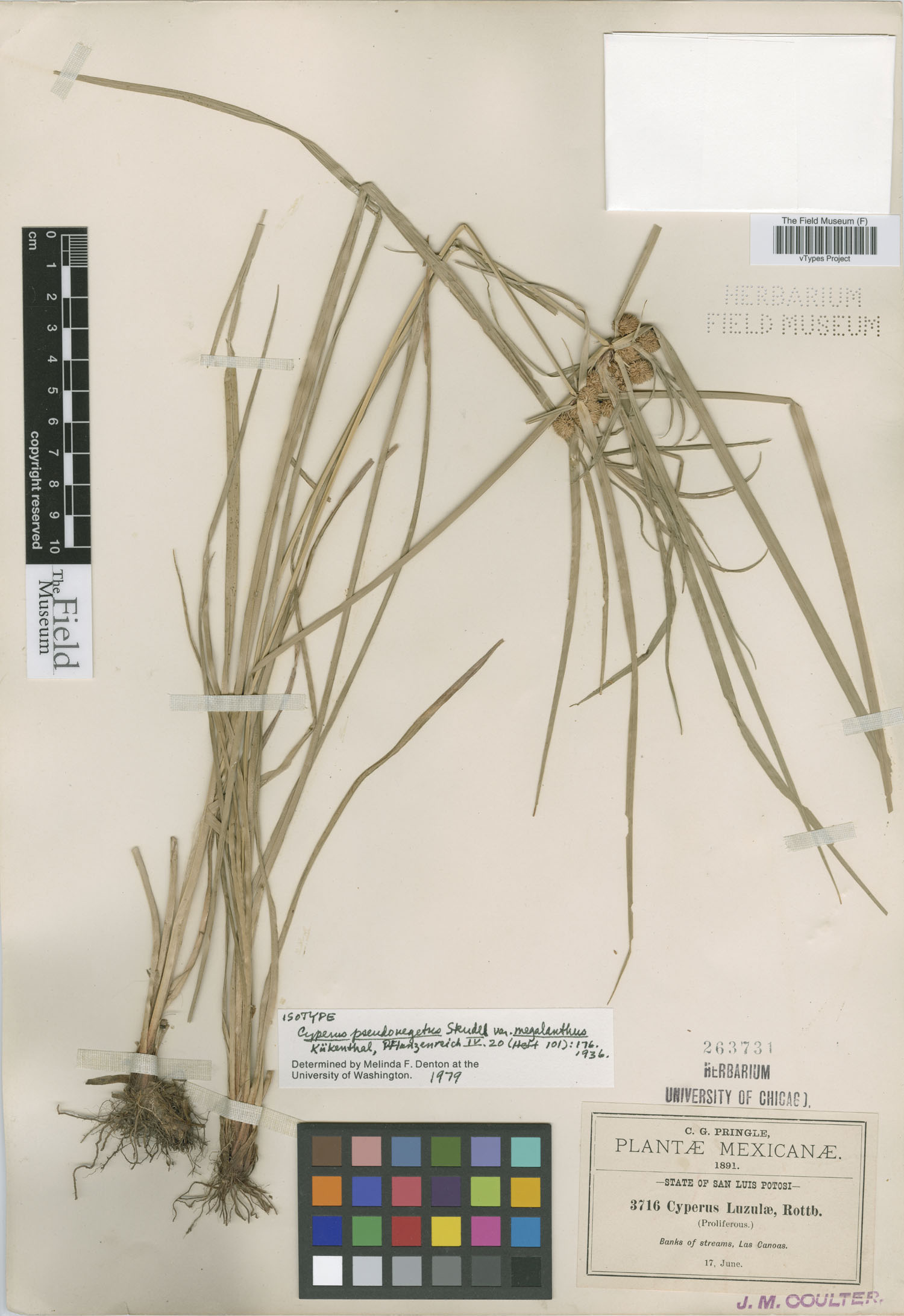 Cyperus pseudovegetus var. megalanthus image