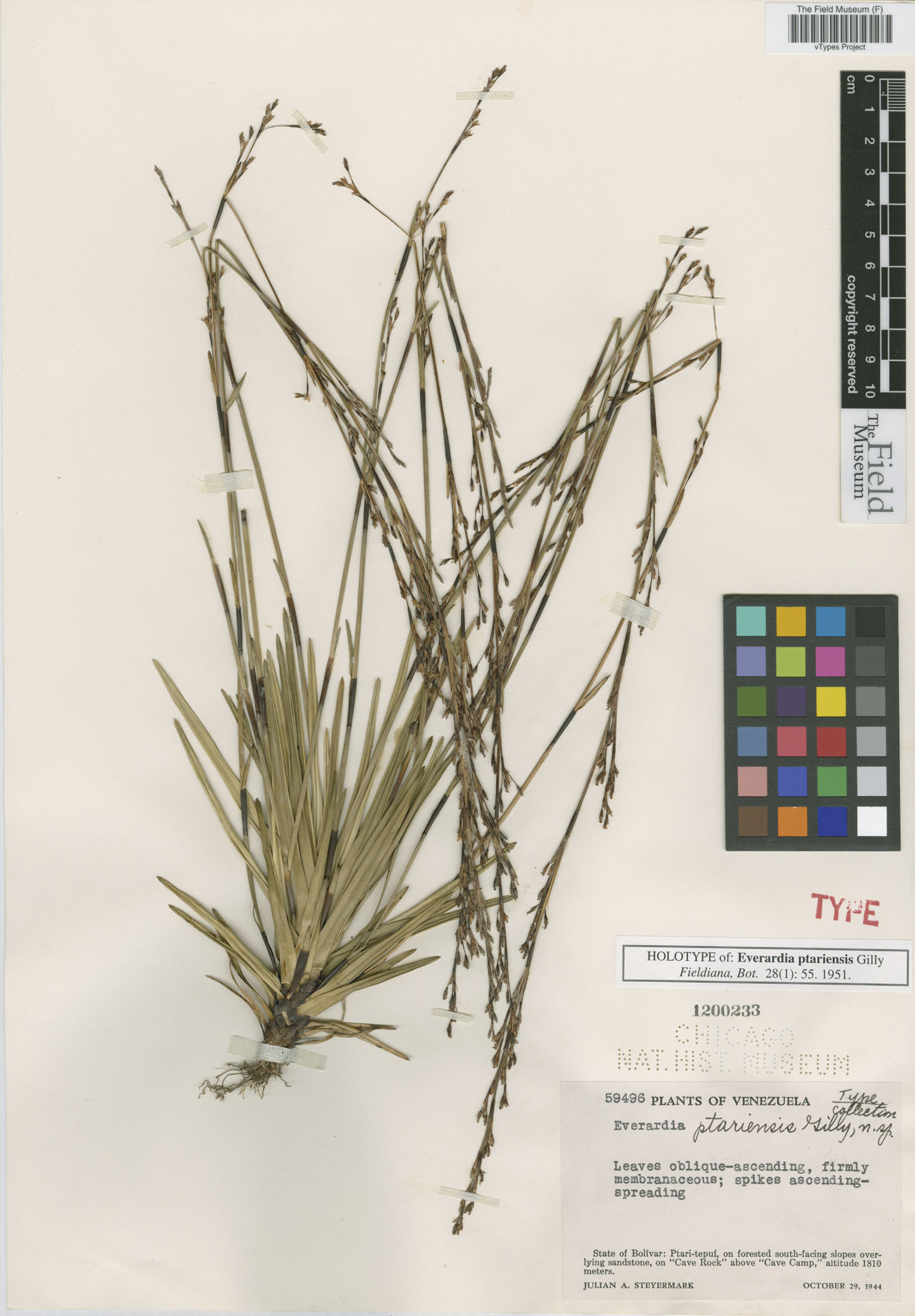 Everardia montana subsp. ptariensis image