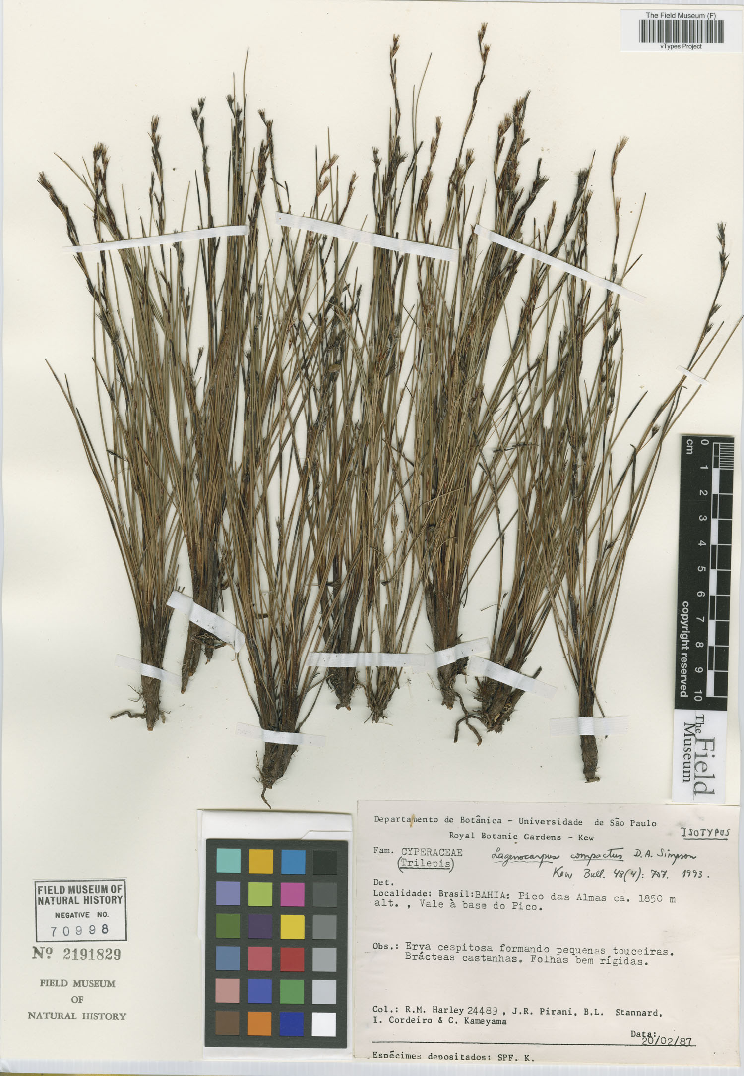 Lagenocarpus compactus image