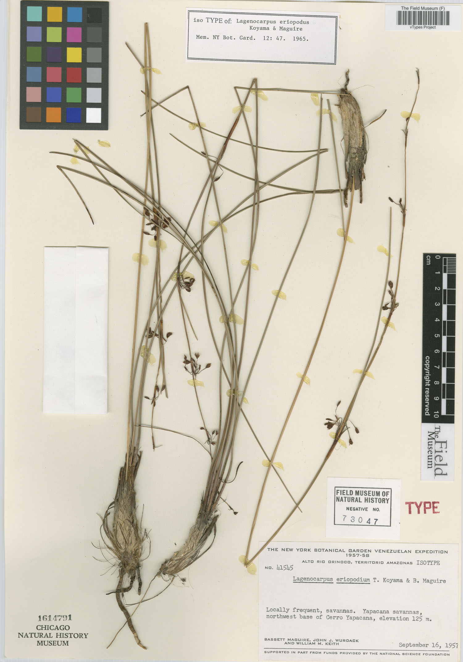 Lagenocarpus eriopodus image