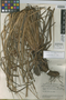 Lagenocarpus glomerulatus image