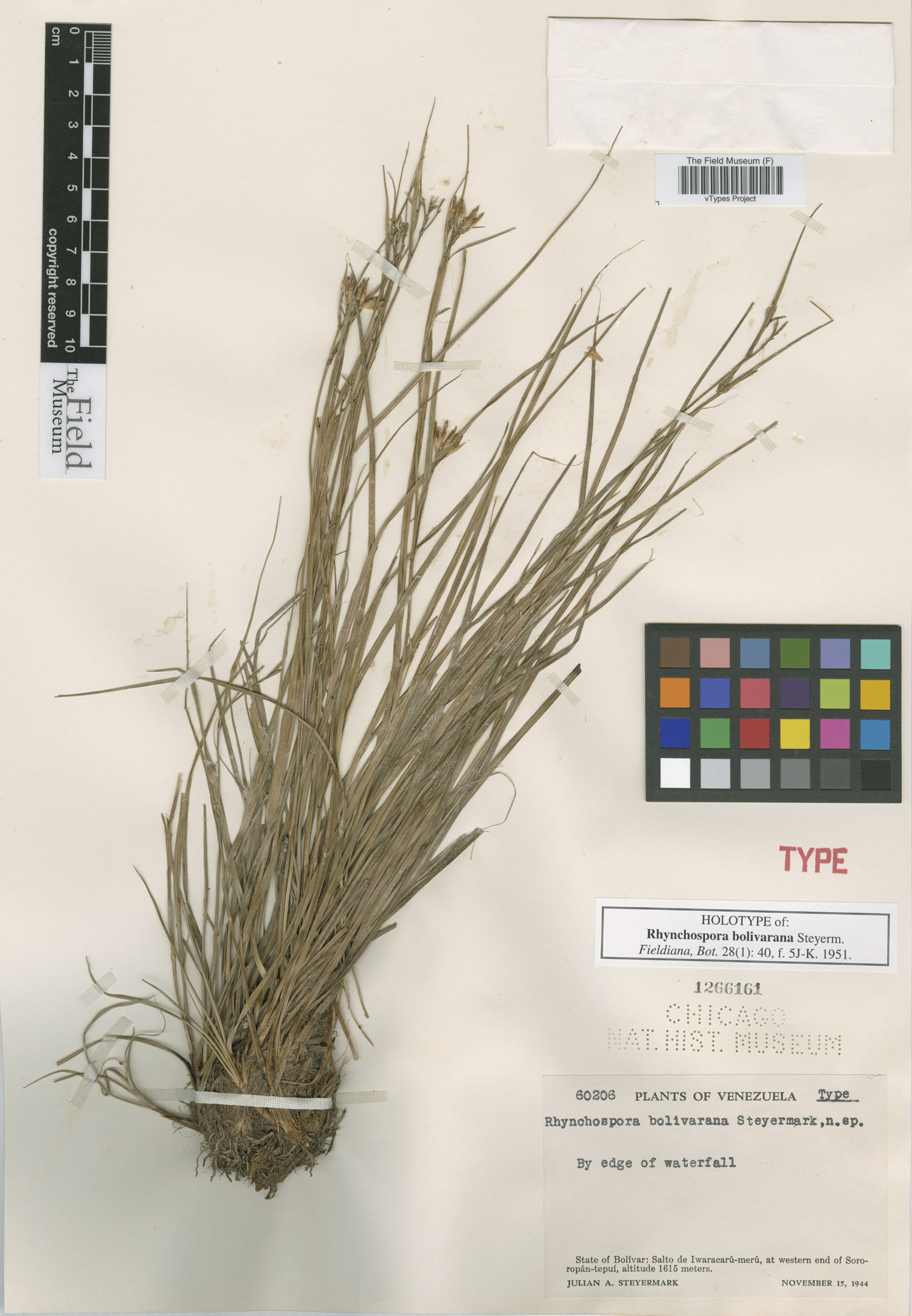 To Field Museum Herbarium (Rhynchospora bolivarana Steyerm. F1266161 holotype 1)