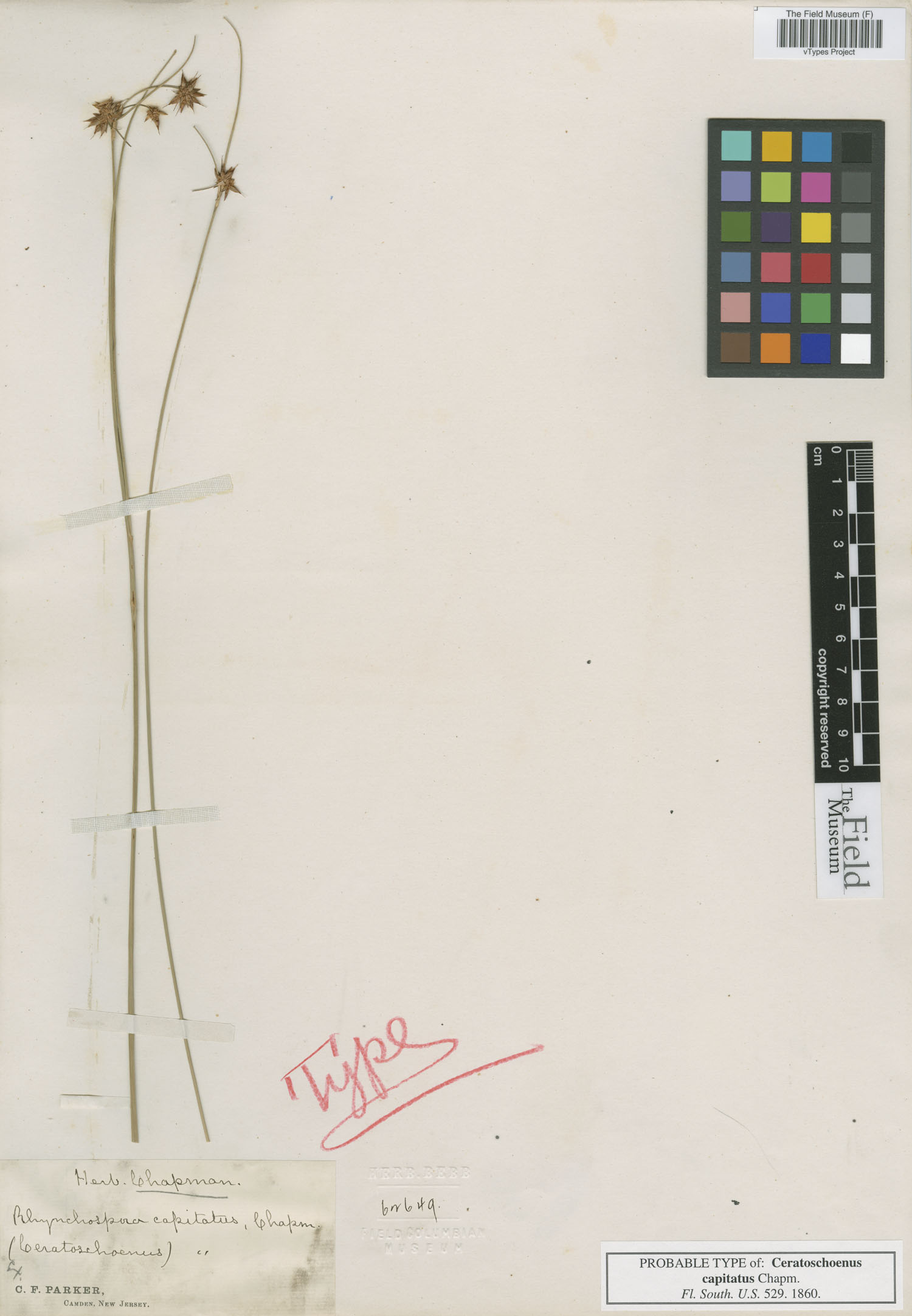 To Field Museum Herbarium (Ceratoschoenus capitatus Chapm. F62649 possible type 1)