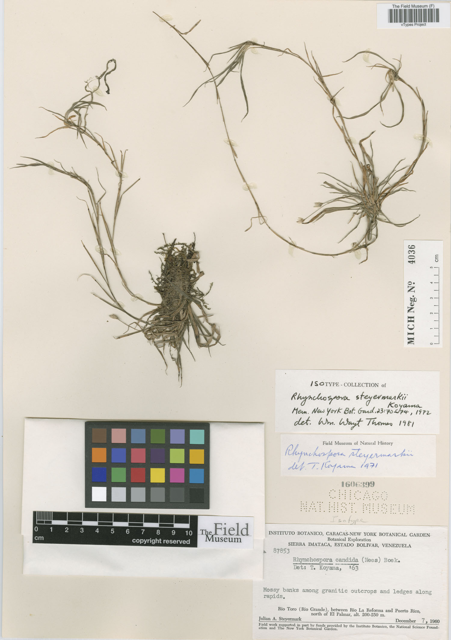 To Field Museum Herbarium (Rhynchospora steyermarkii T. Koyama F1606399 isotype 1)
