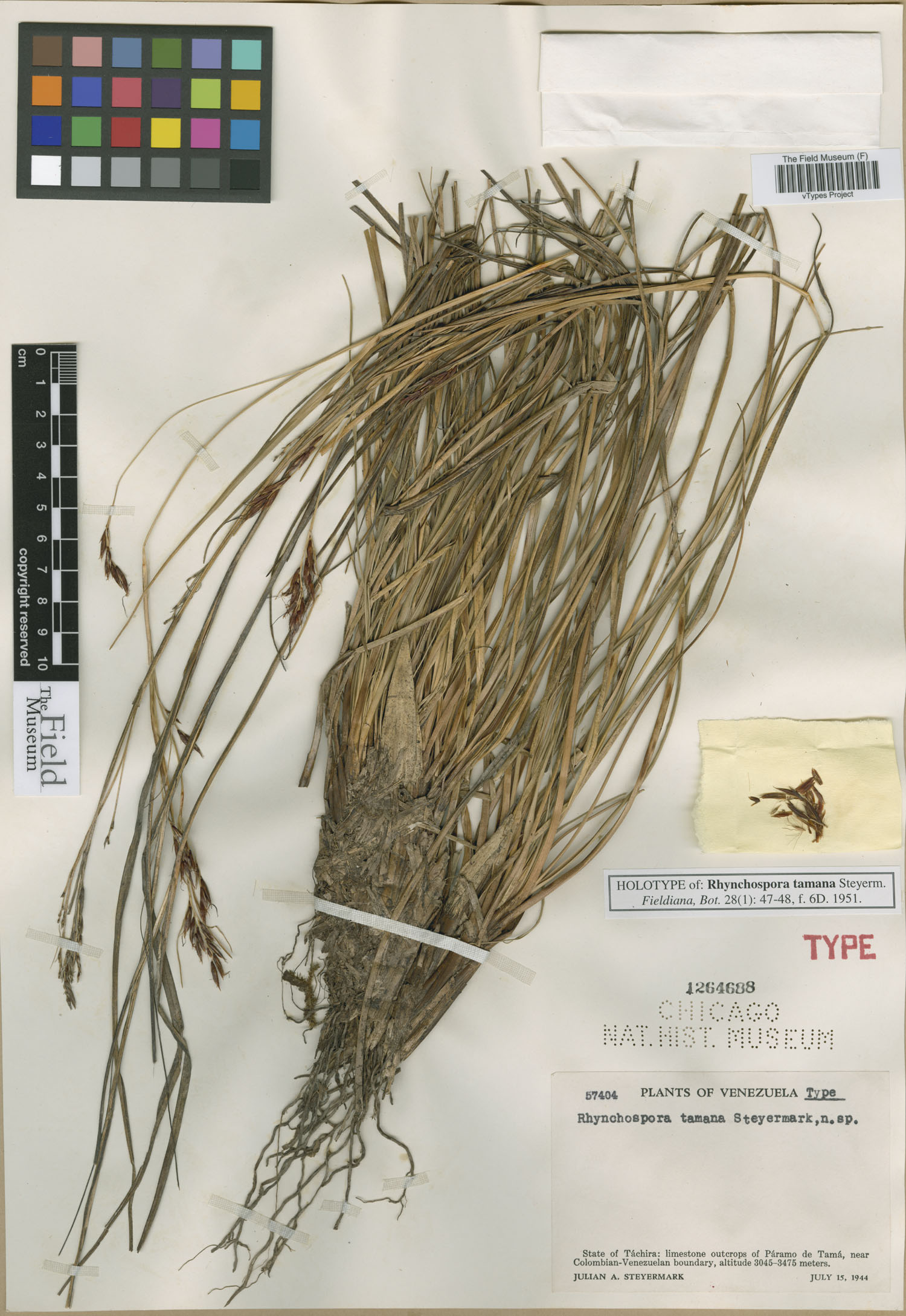 To Field Museum Herbarium (Rhynchospora tamana Steyerm. F1264688 holotype 1)