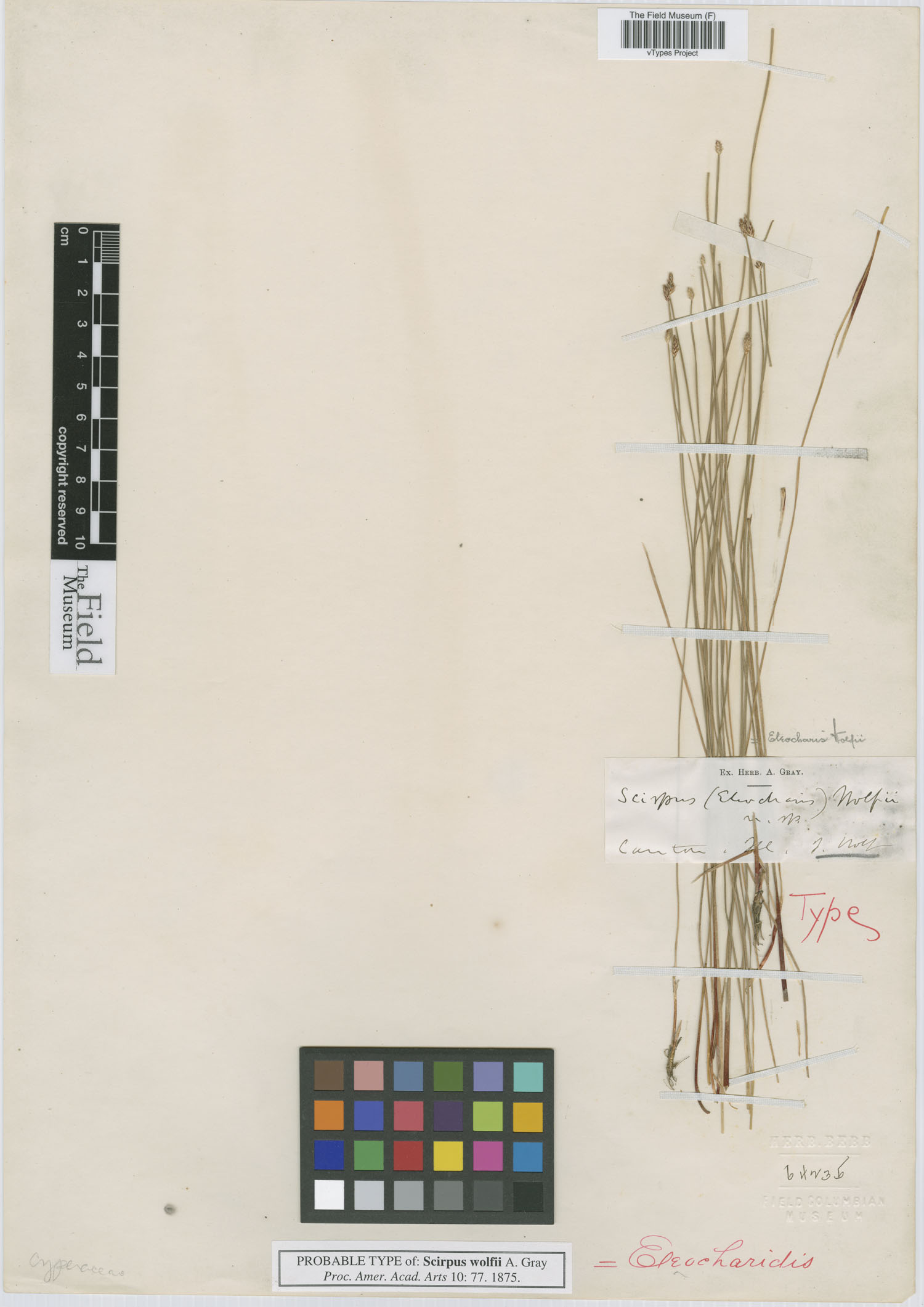 To Field Museum Herbarium (Scirpus wolfii A. Gray F64235 possible type 1)