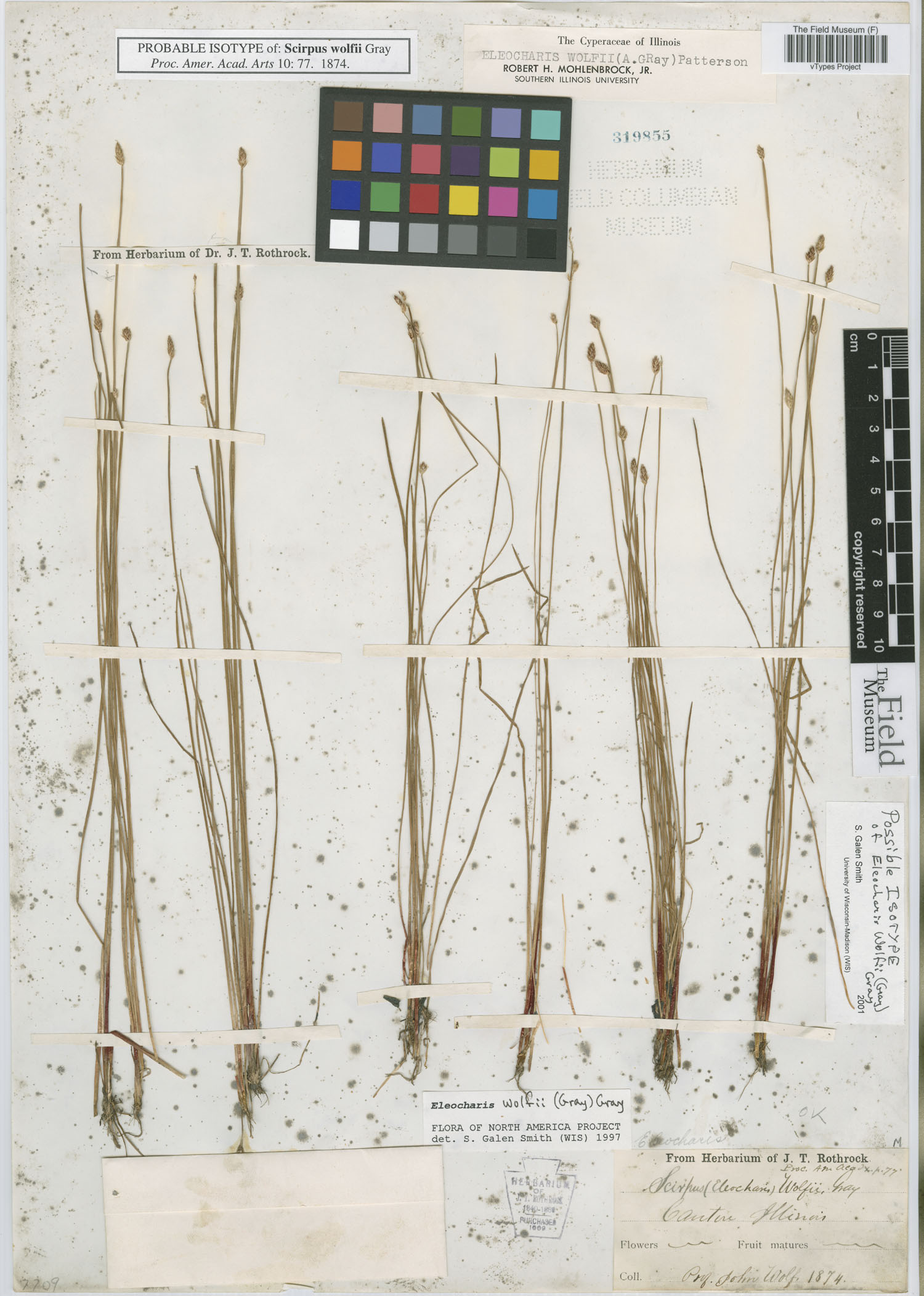 To Field Museum Herbarium (Scirpus wolfii A. Gray F319855 possible type 1)