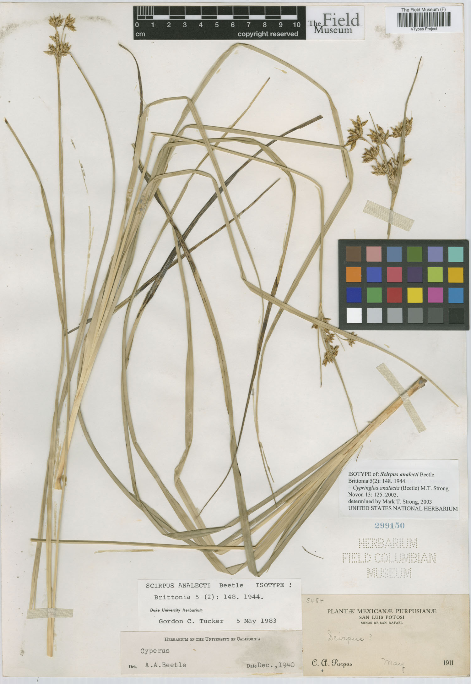 To Field Museum Herbarium (Scirpus analecta Beetle F299150 isotype 1)