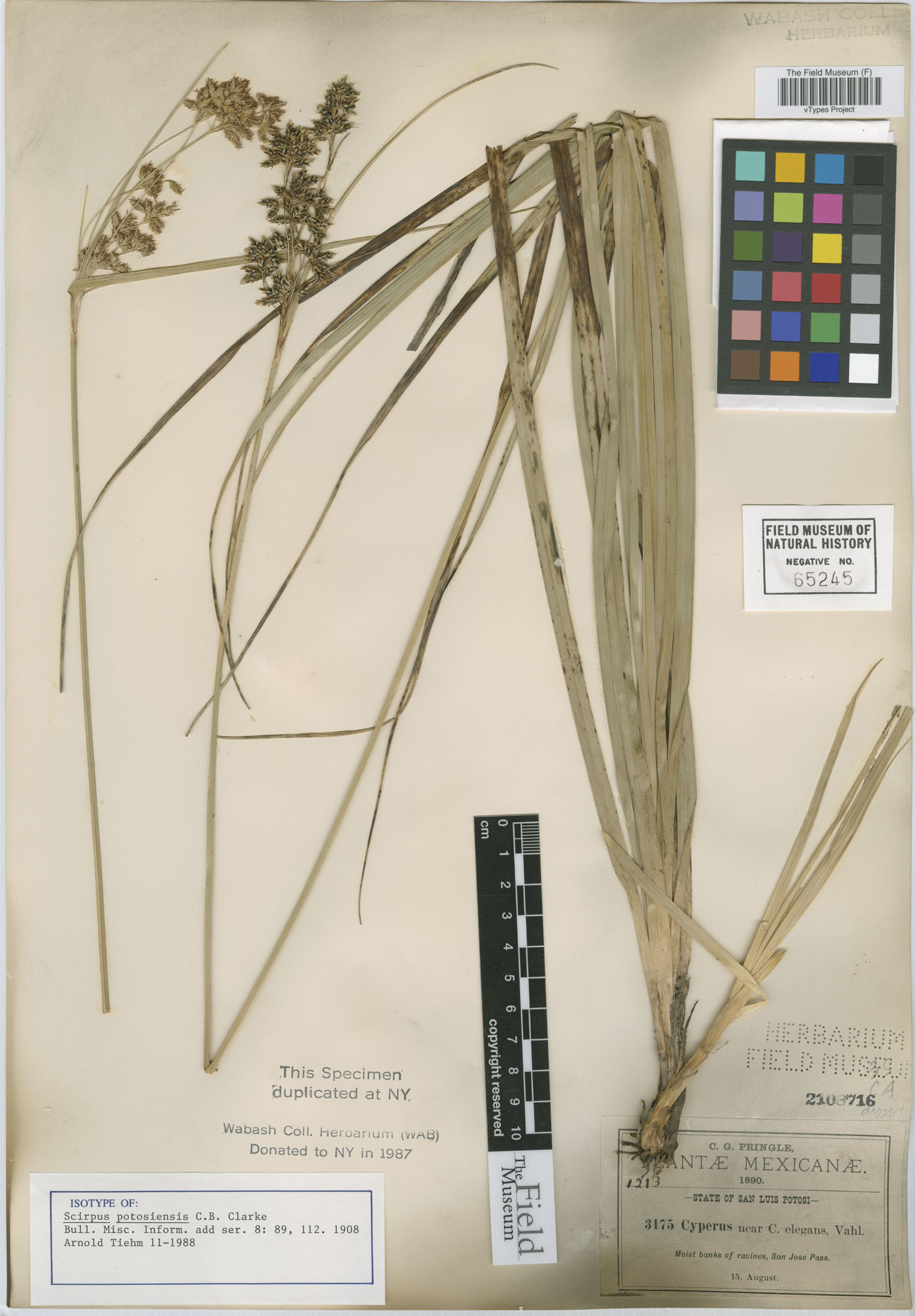 Cyperus elegans subsp. elegans image