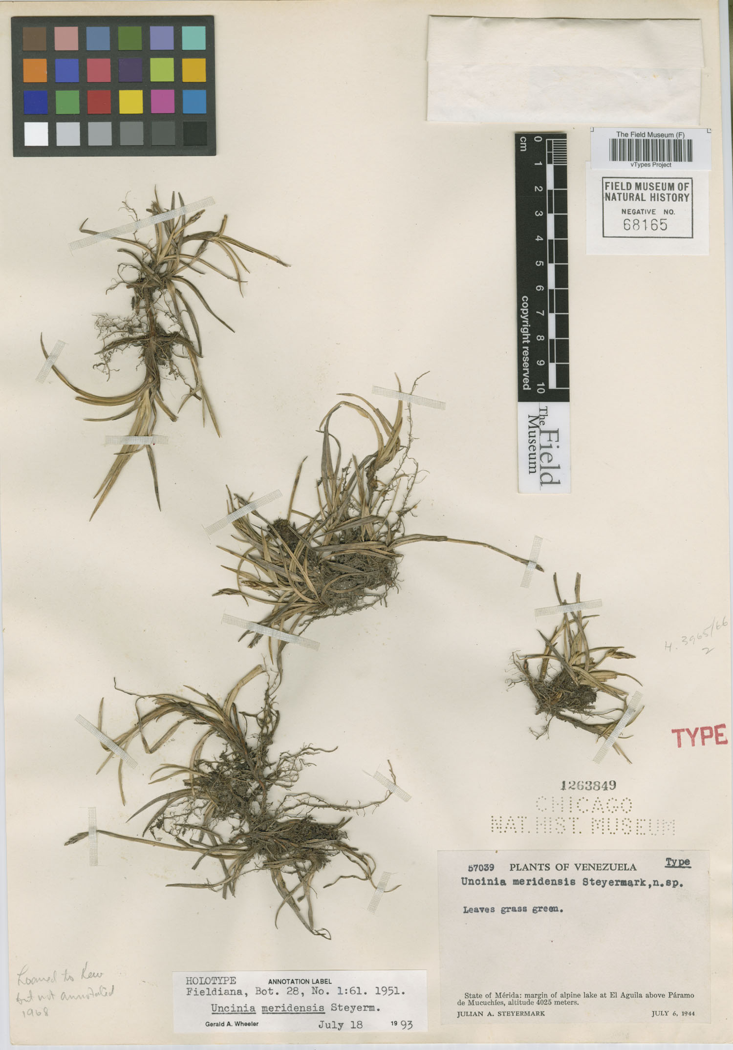 Carex meridensis image