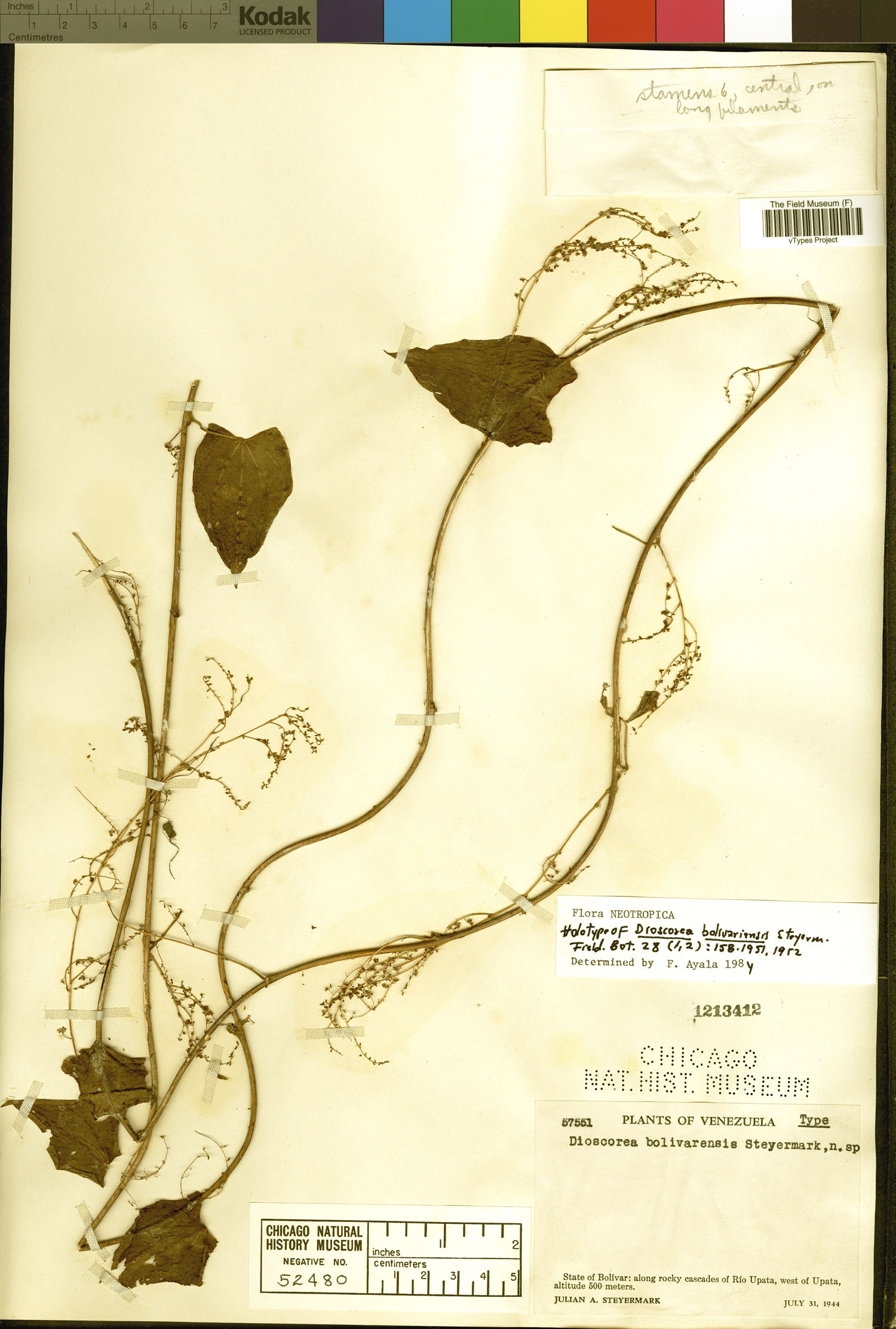 Dioscorea bolivarensis image