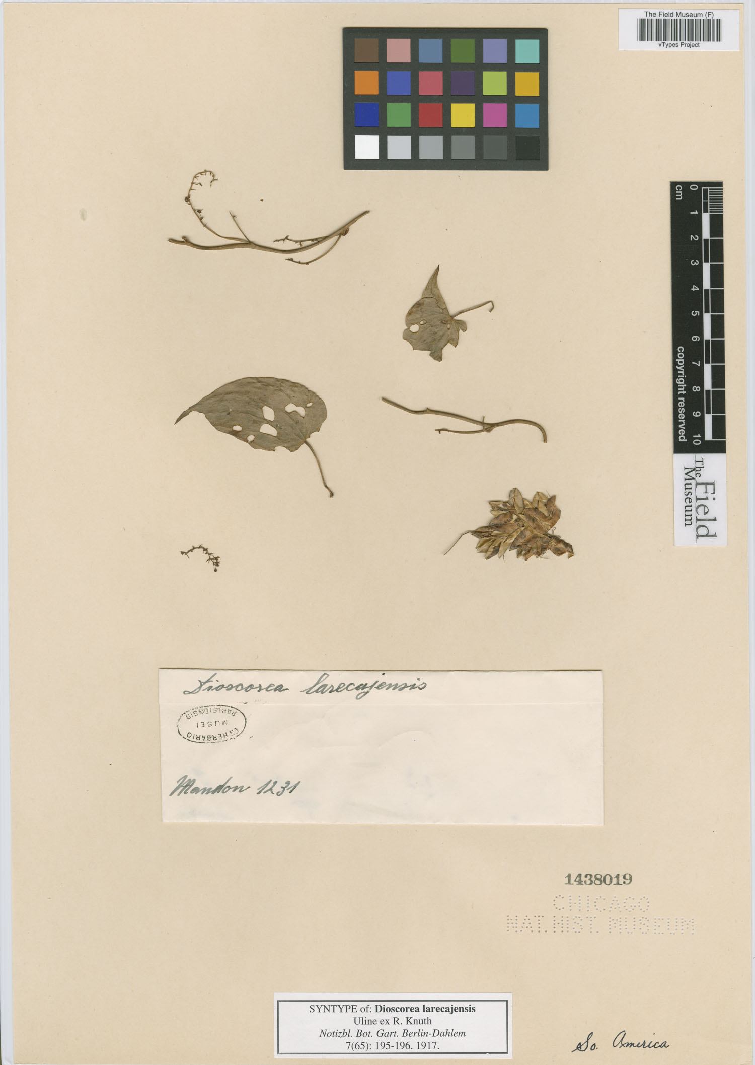 Dioscorea larecajensis image
