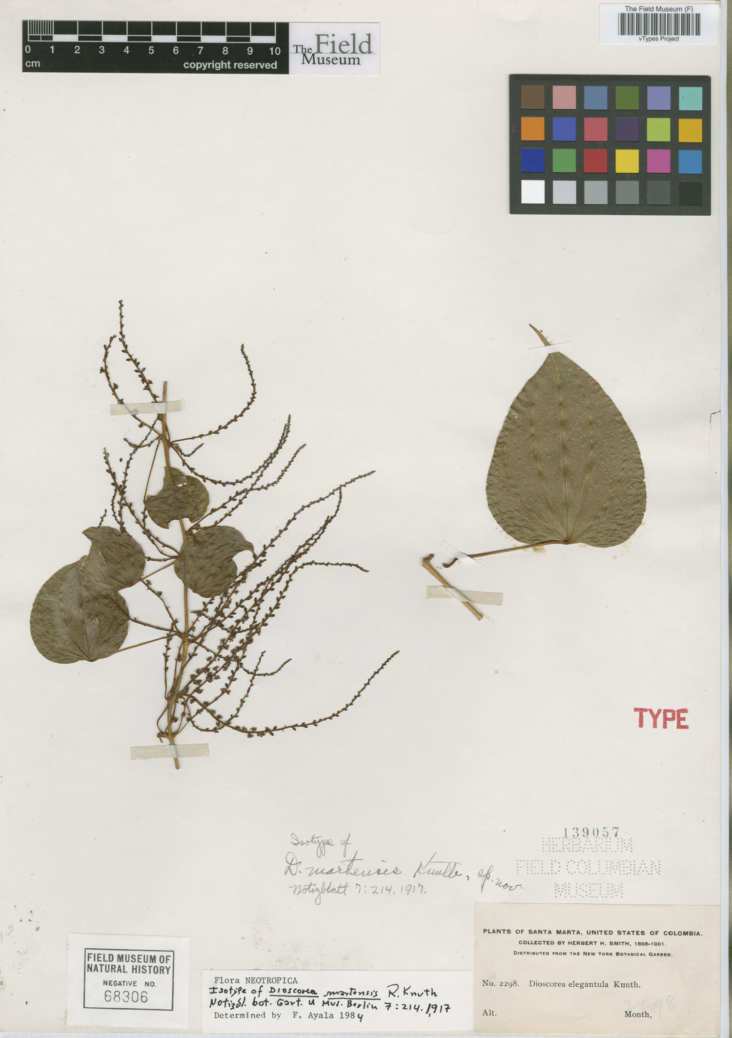 Dioscorea martensis image