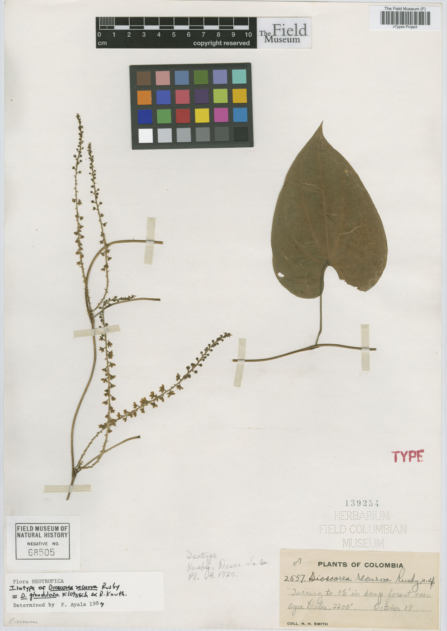 Dioscorea glandulosa var. glandulosa image