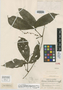 Dioscorea santanderensis image
