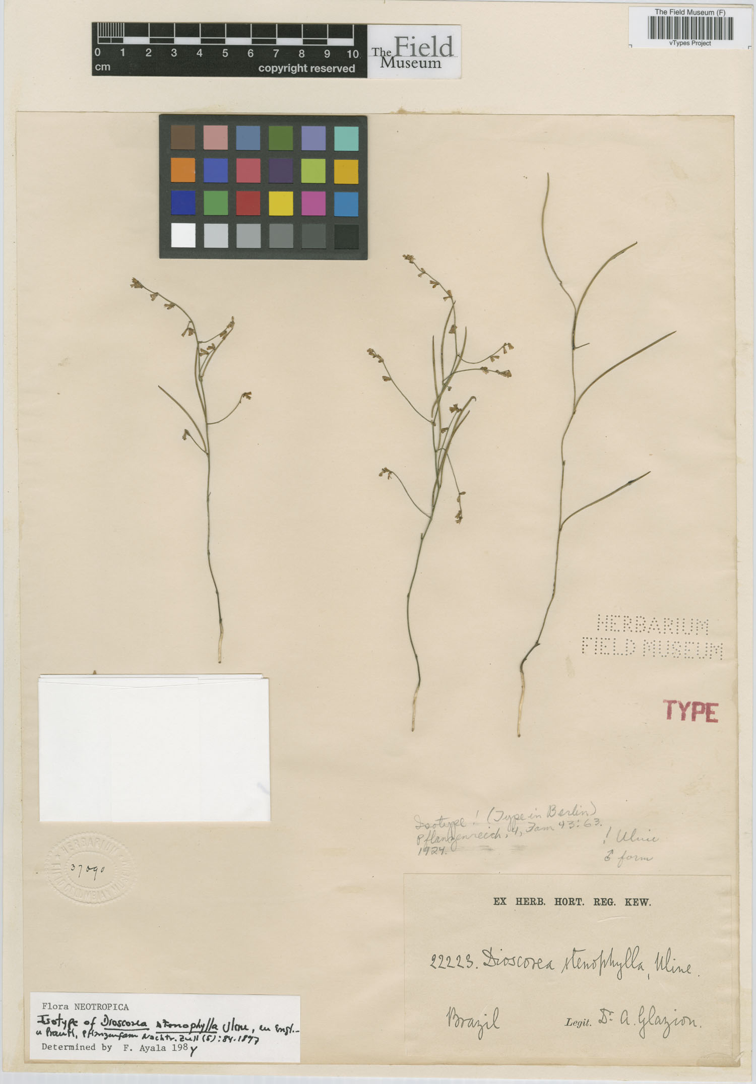 Dioscorea stenophylla image