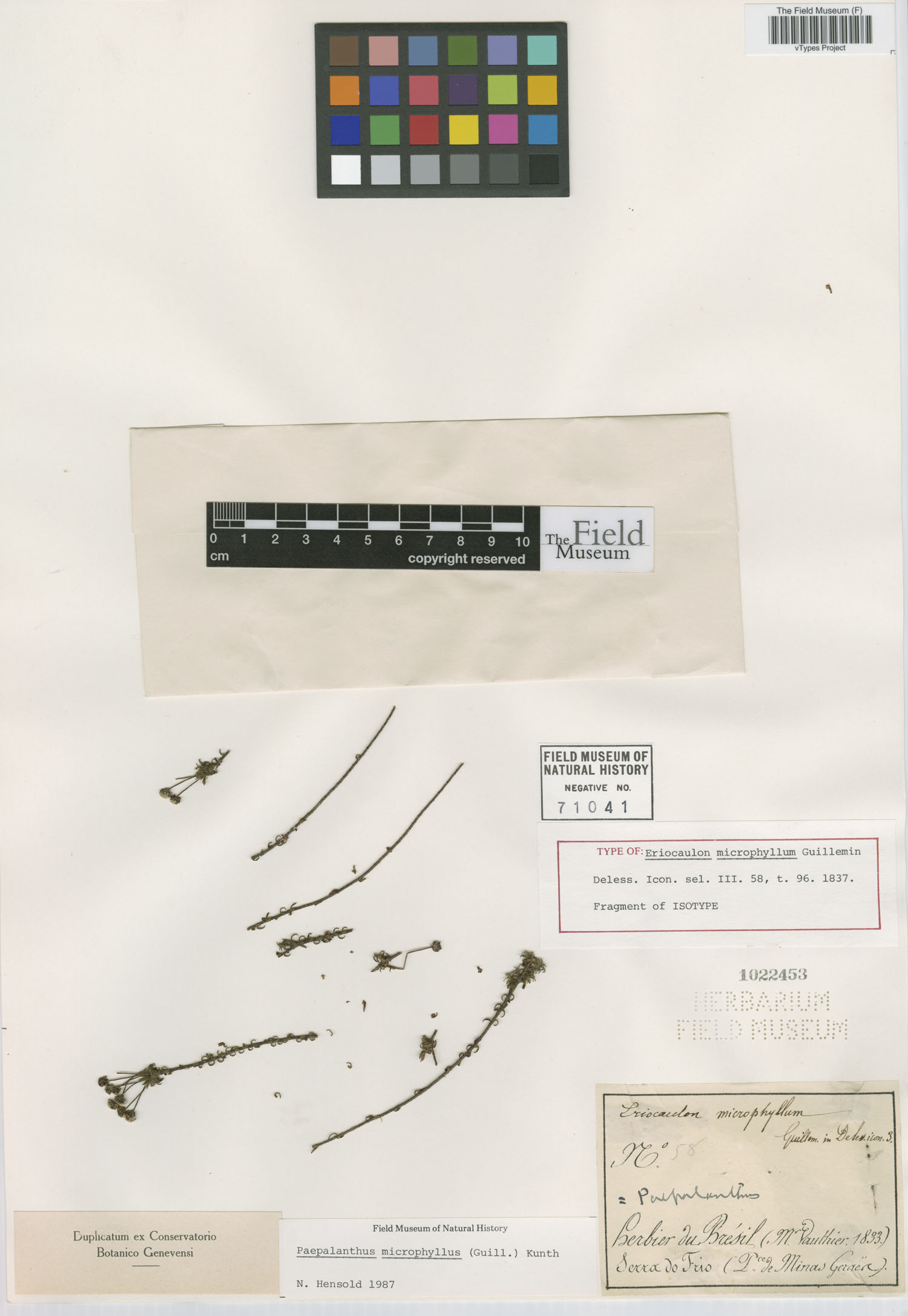 Paepalanthus microphyllus image