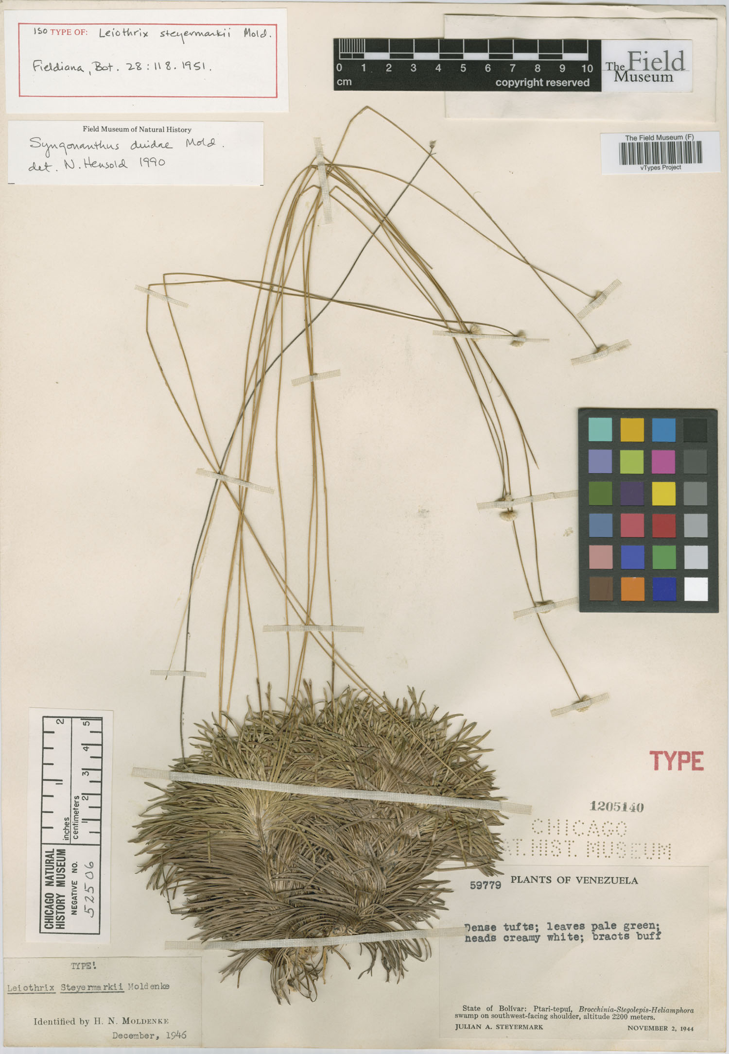Syngonanthus pakaraimensis var. pakaraimensis image