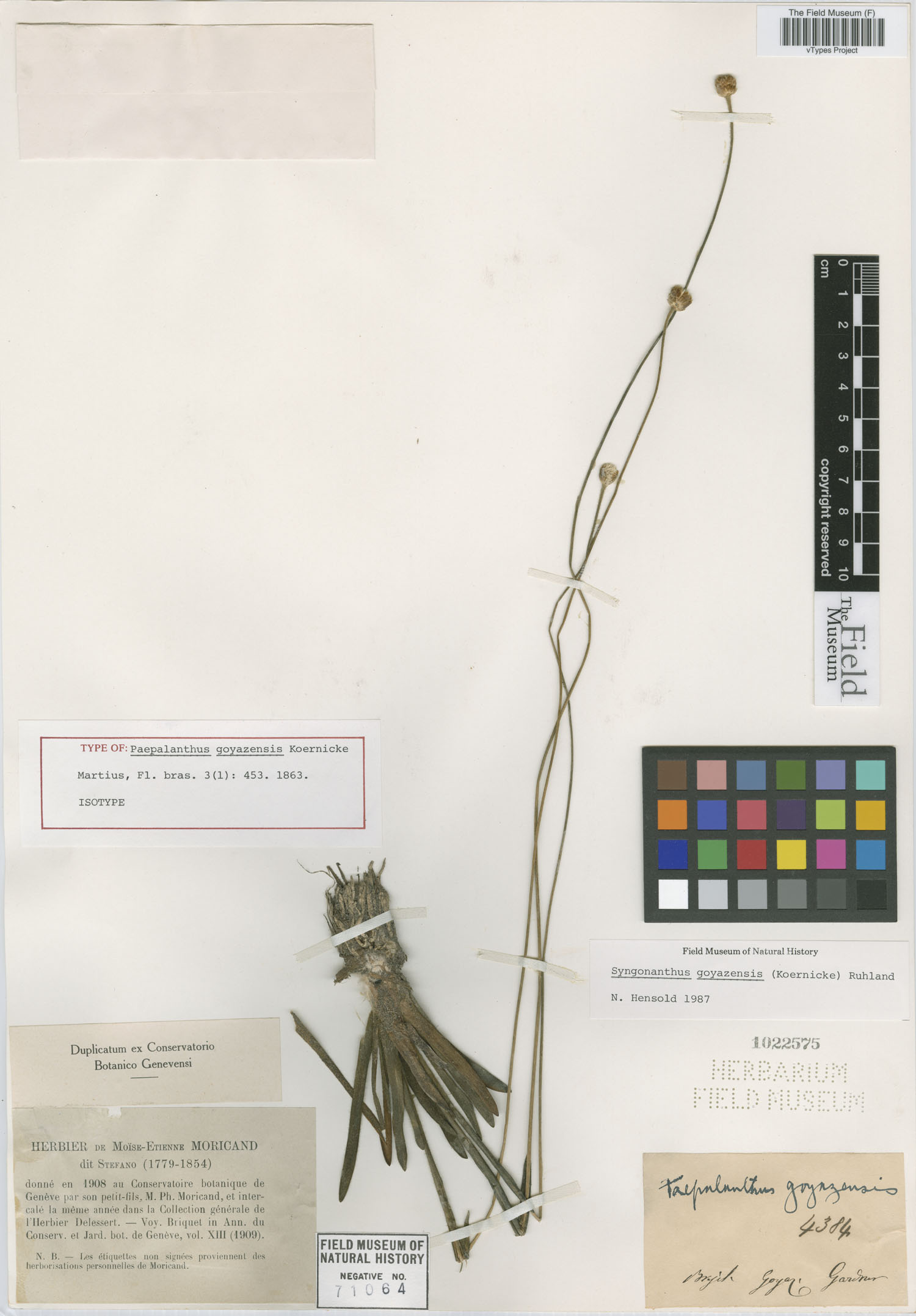 Syngonanthus goyazensis image