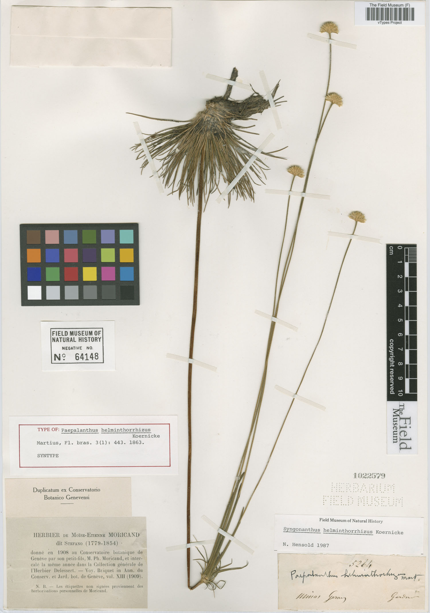 Syngonanthus helminthorrhizus image