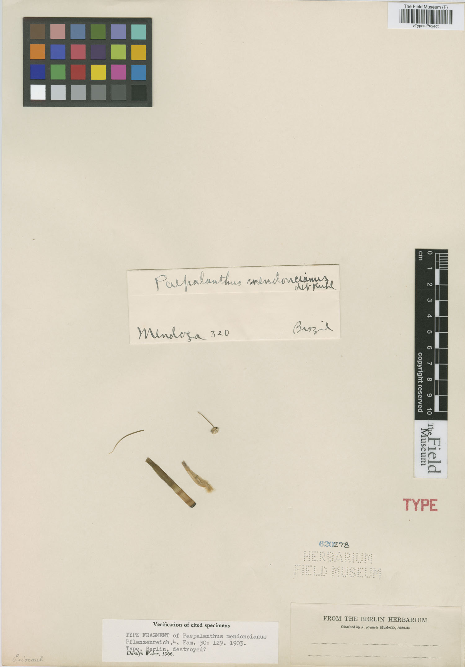 Paepalanthus mendoncianus image