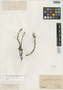 Paepalanthus scandens image