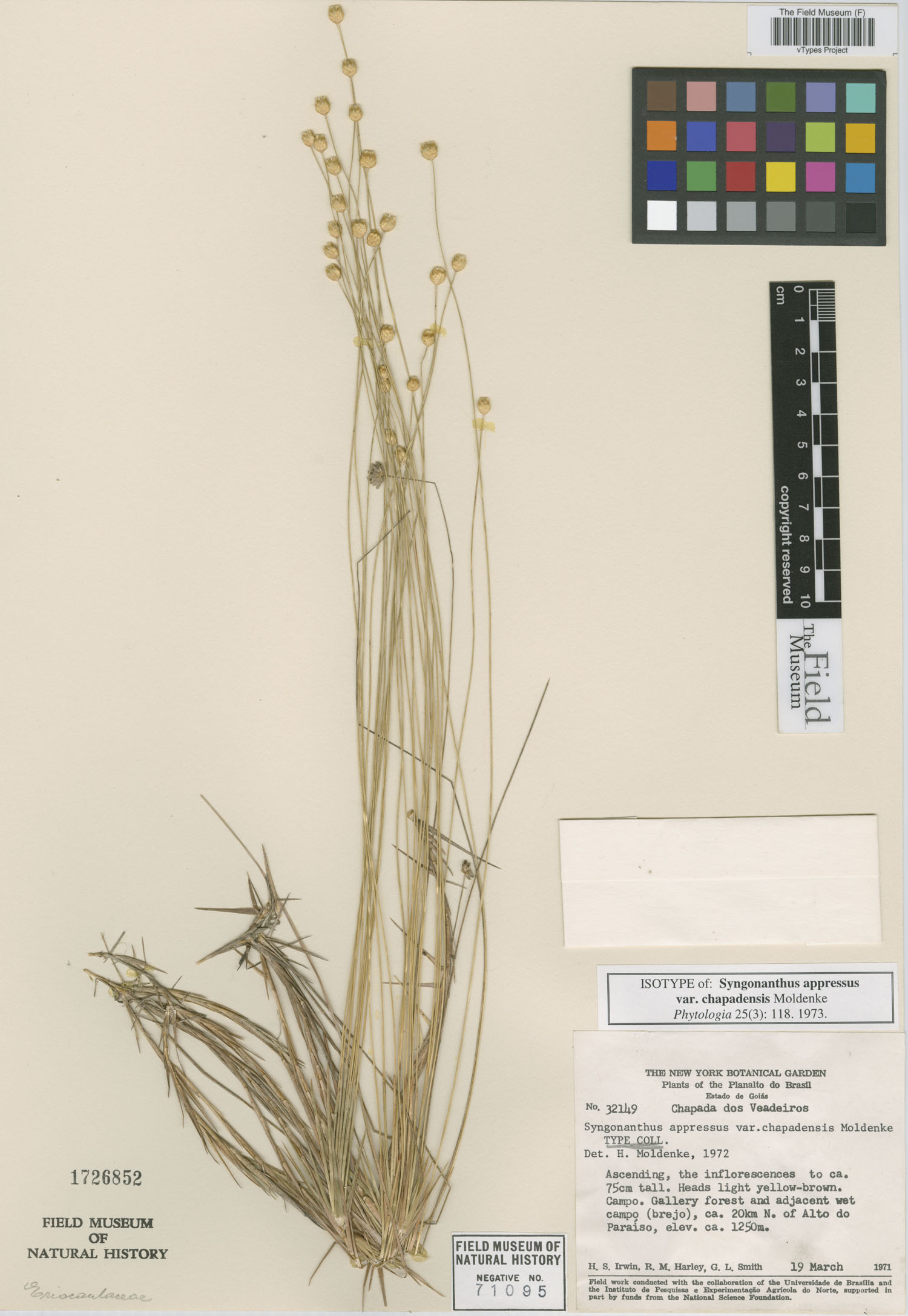 Syngonanthus appressus image