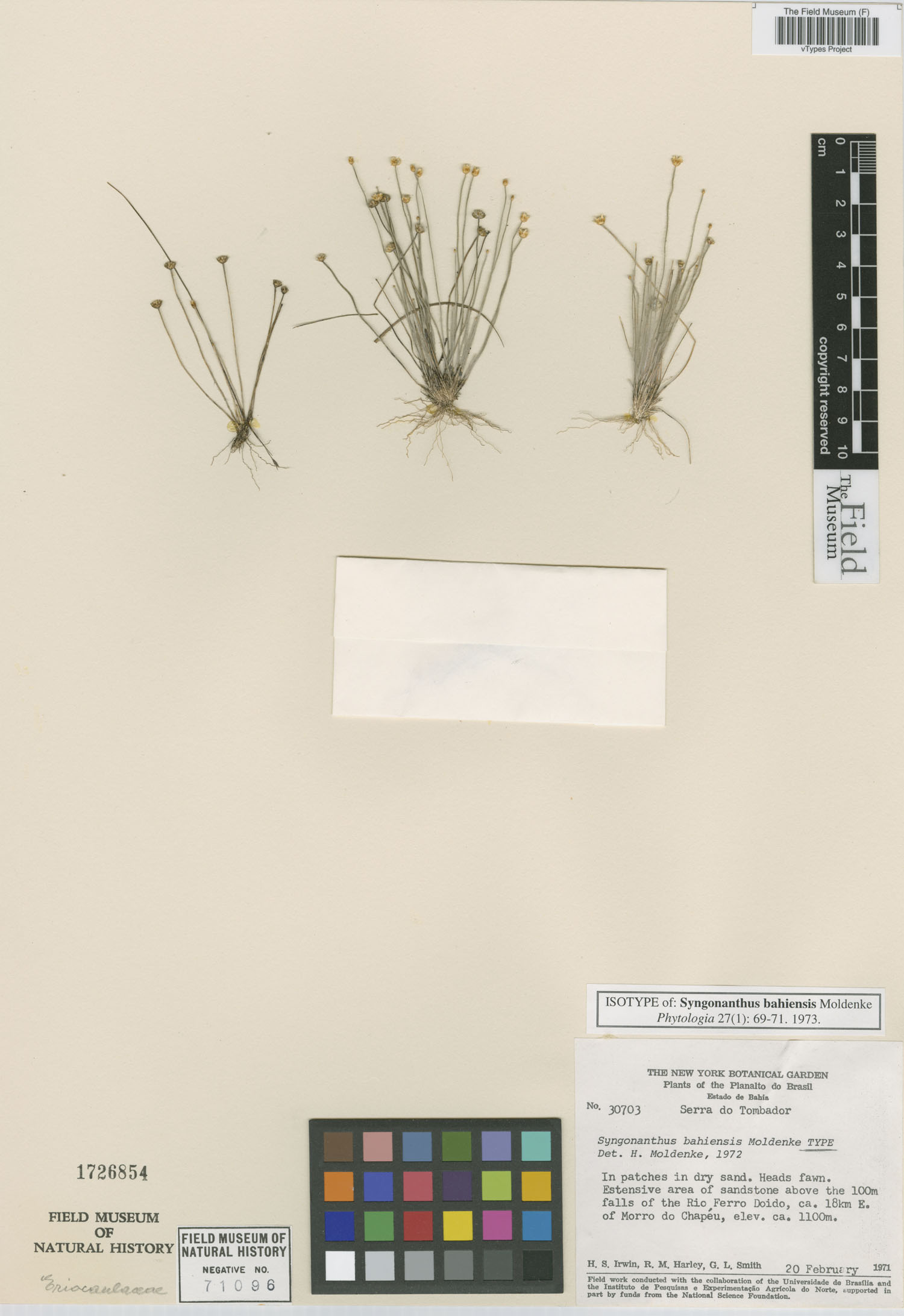 Comanthera bahiensis image